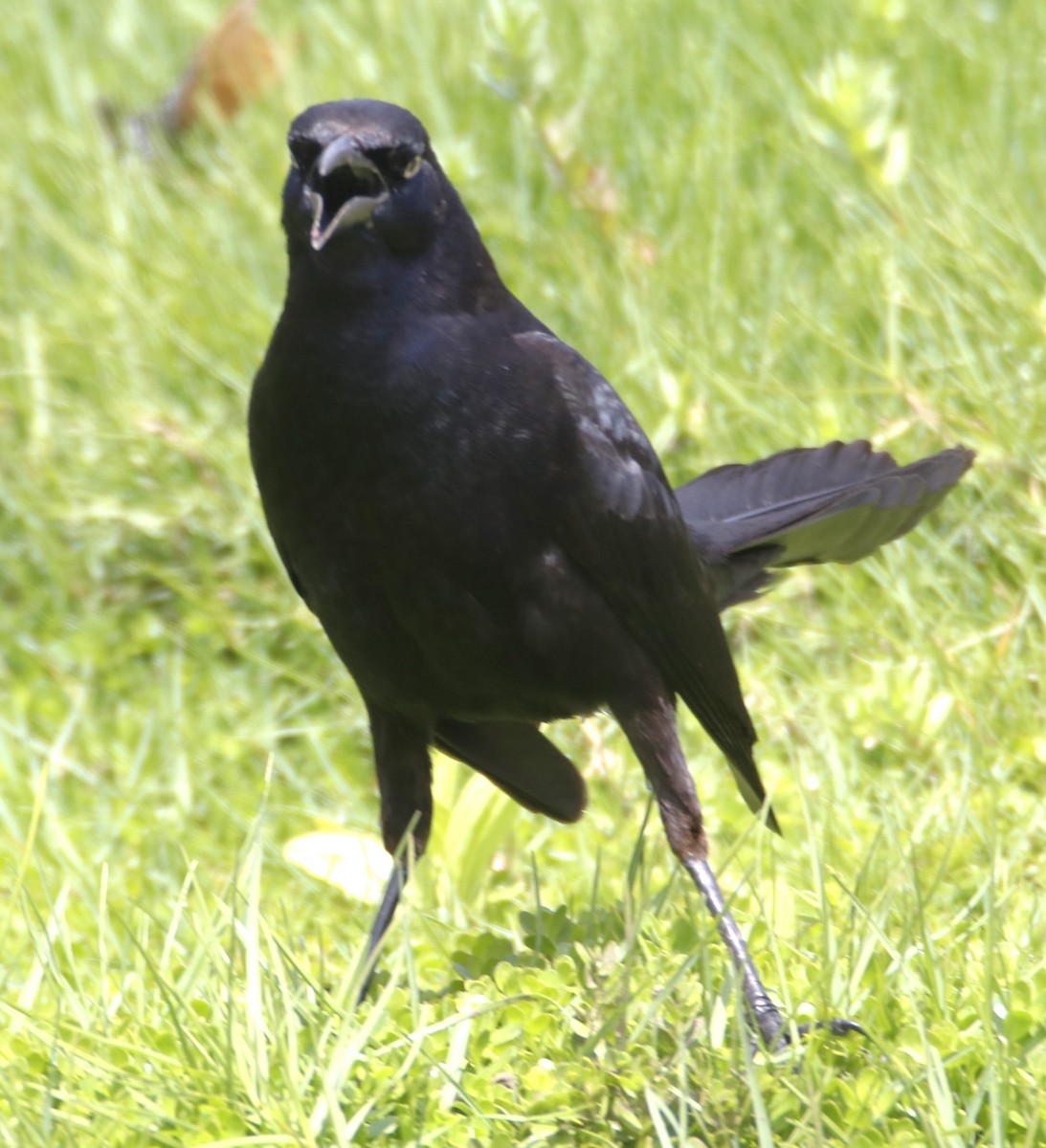 Great-tailed Grackle - ML619326355