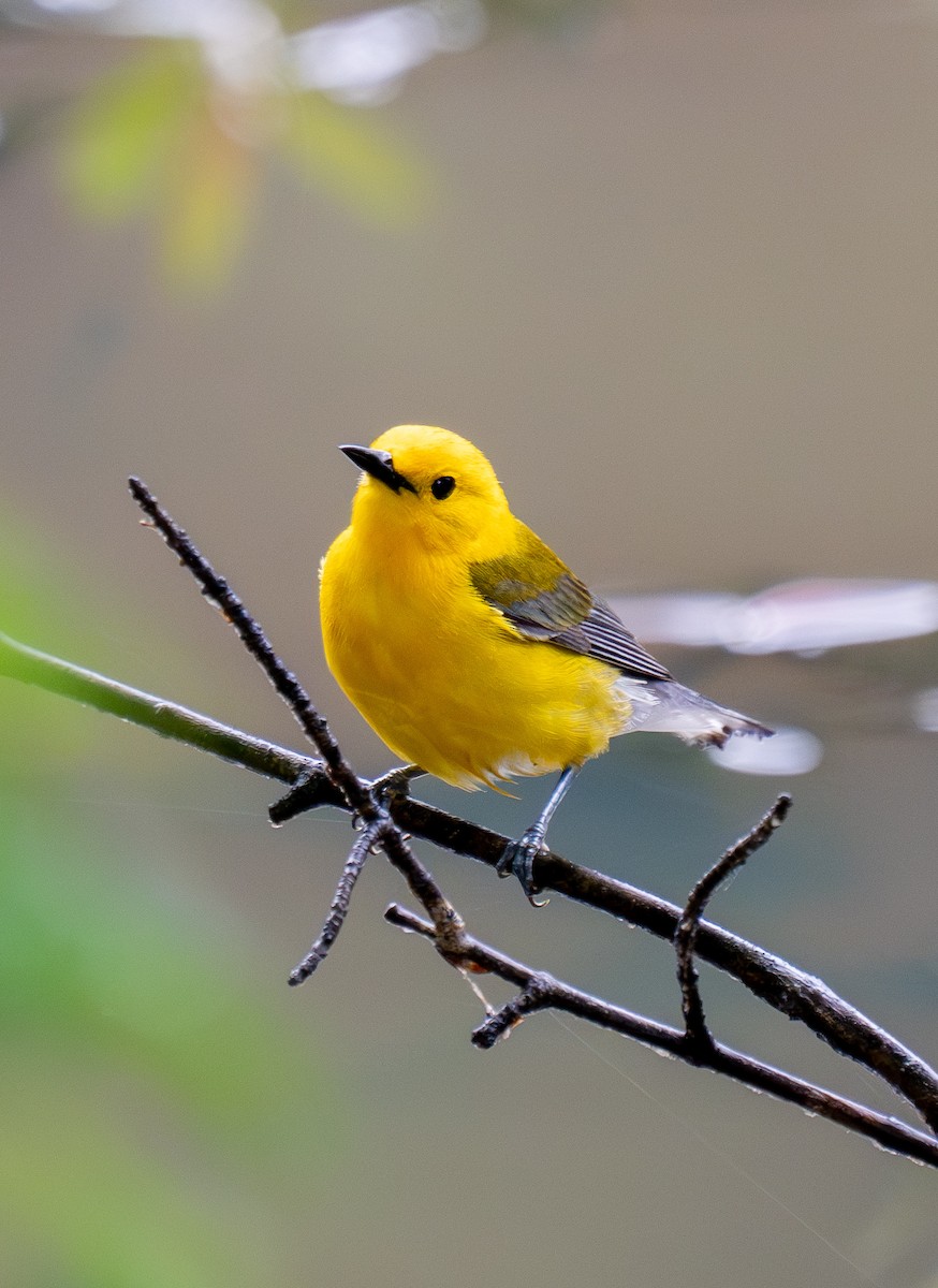Prothonotary Warbler - ML619326356