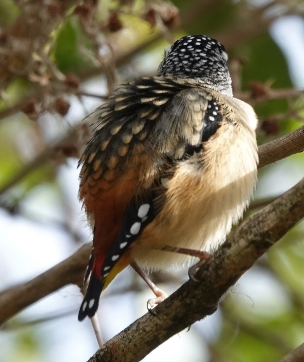 Spotted Pardalote - ML619326395