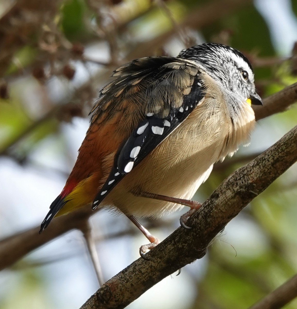 Spotted Pardalote - ML619326399