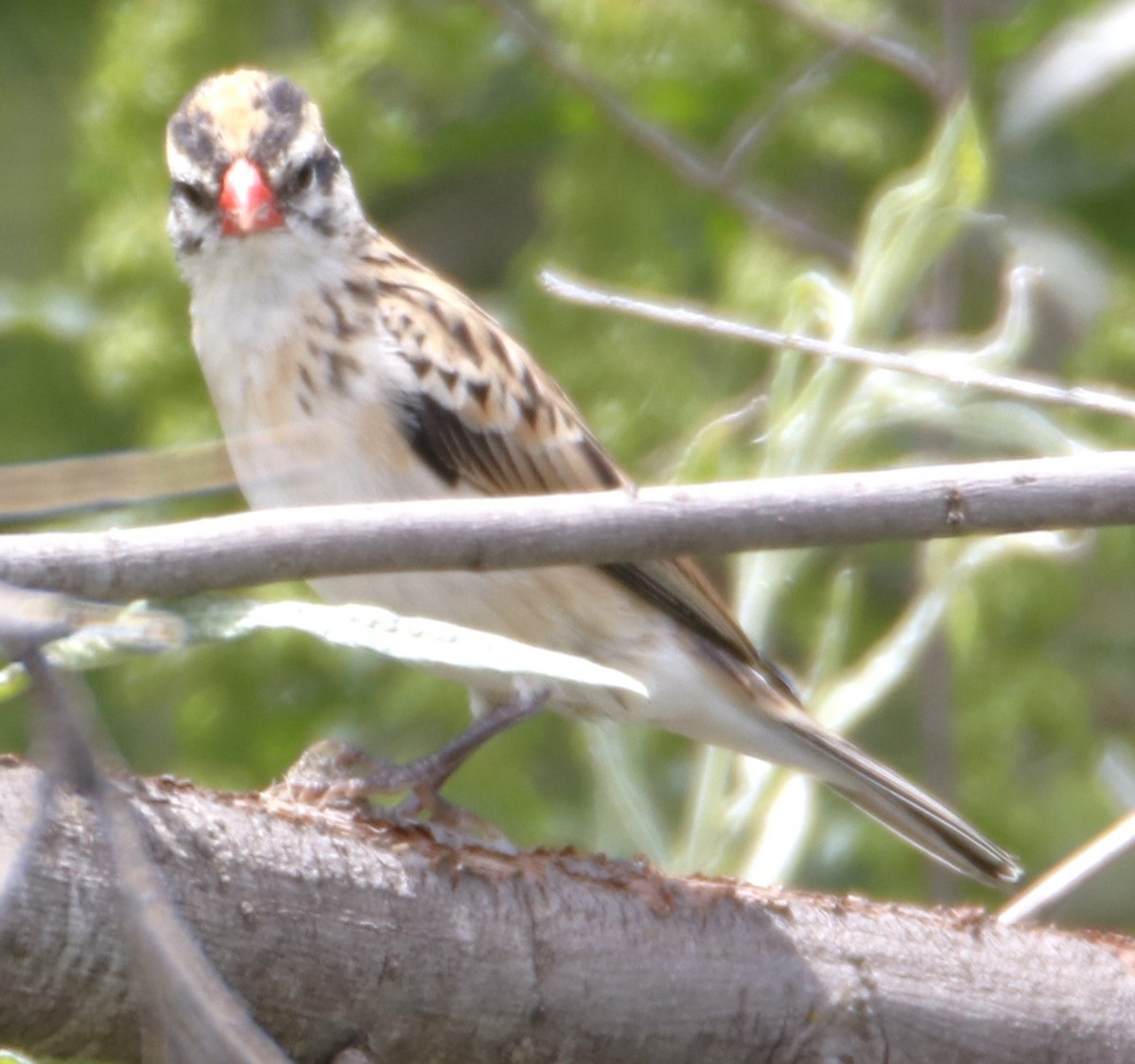 Pin-tailed Whydah - ML619326407