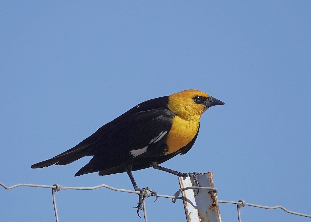 Yellow-headed Blackbird - ML619326412