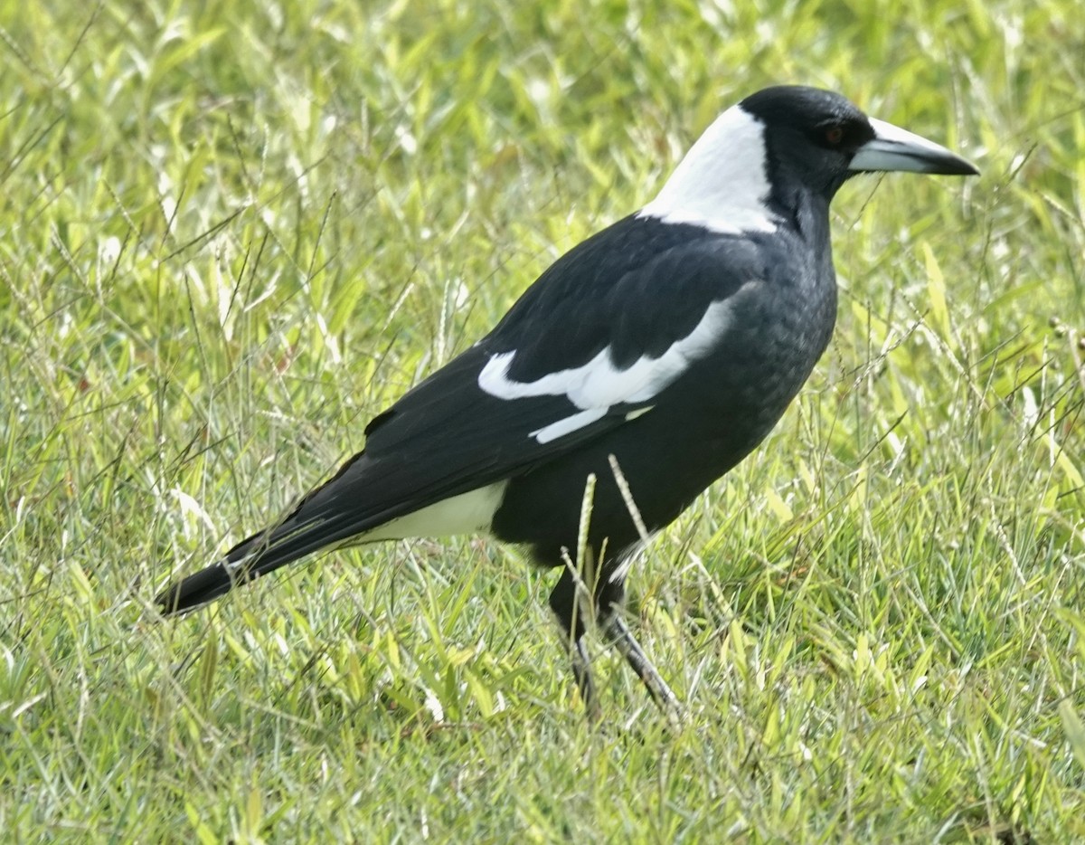 Australian Magpie (Black-backed) - ML619326431
