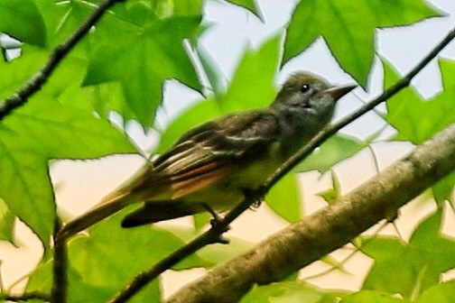 Great Crested Flycatcher - ML619326454