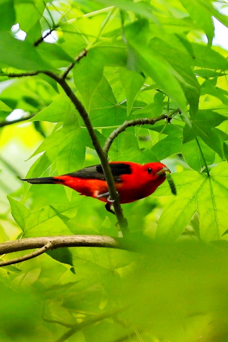 Scarlet Tanager - ML619326517