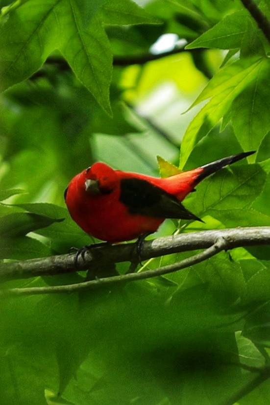 Scarlet Tanager - ML619326518