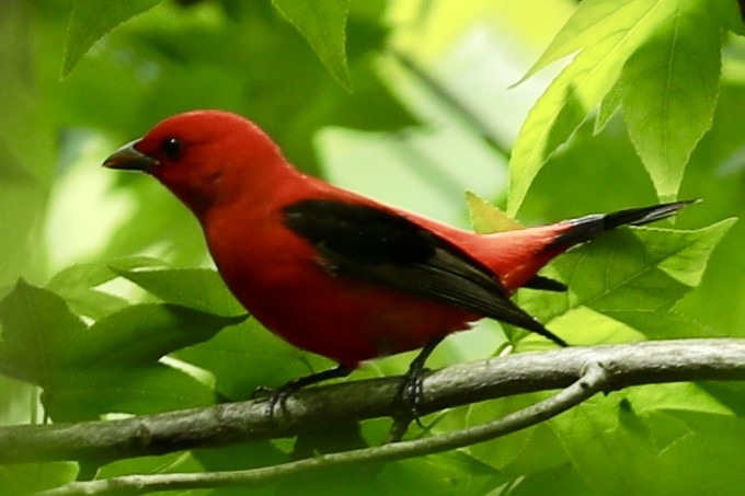 Scarlet Tanager - ML619326519