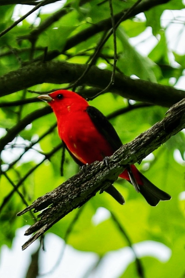 Scarlet Tanager - ML619326520