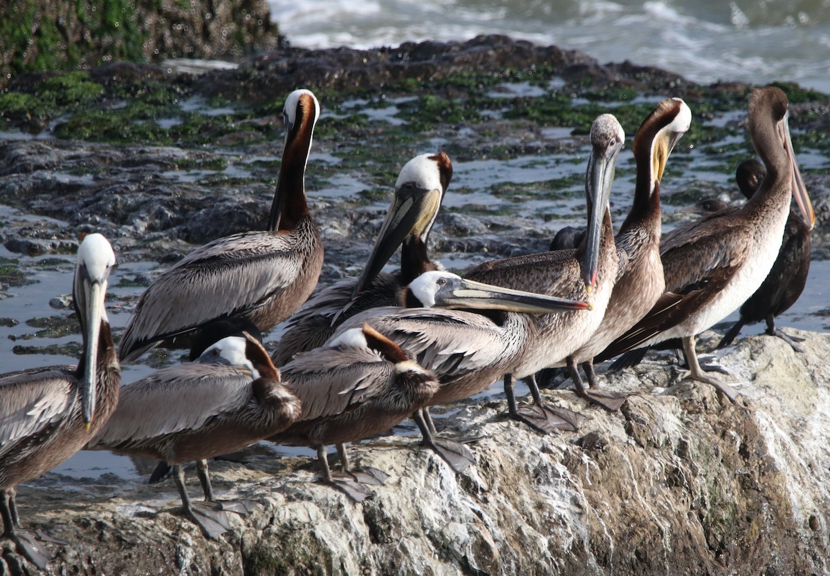 pelikán hnědý - ML619326522