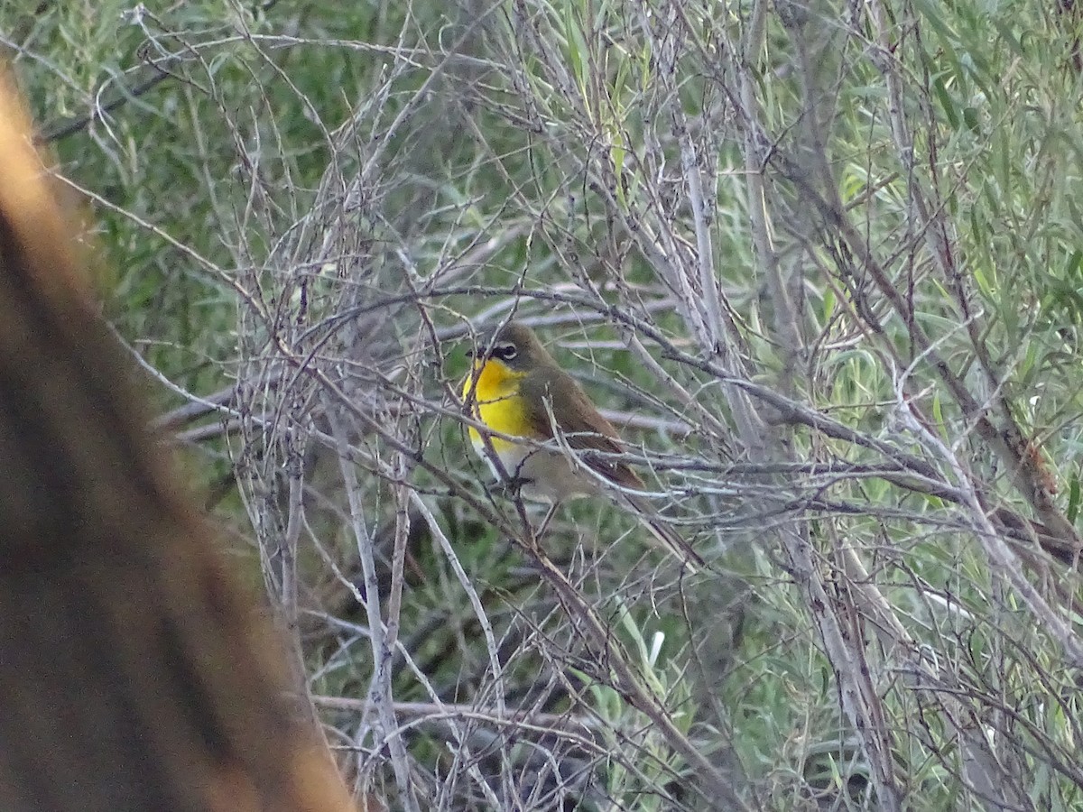 Yellow-breasted Chat - ML619326562