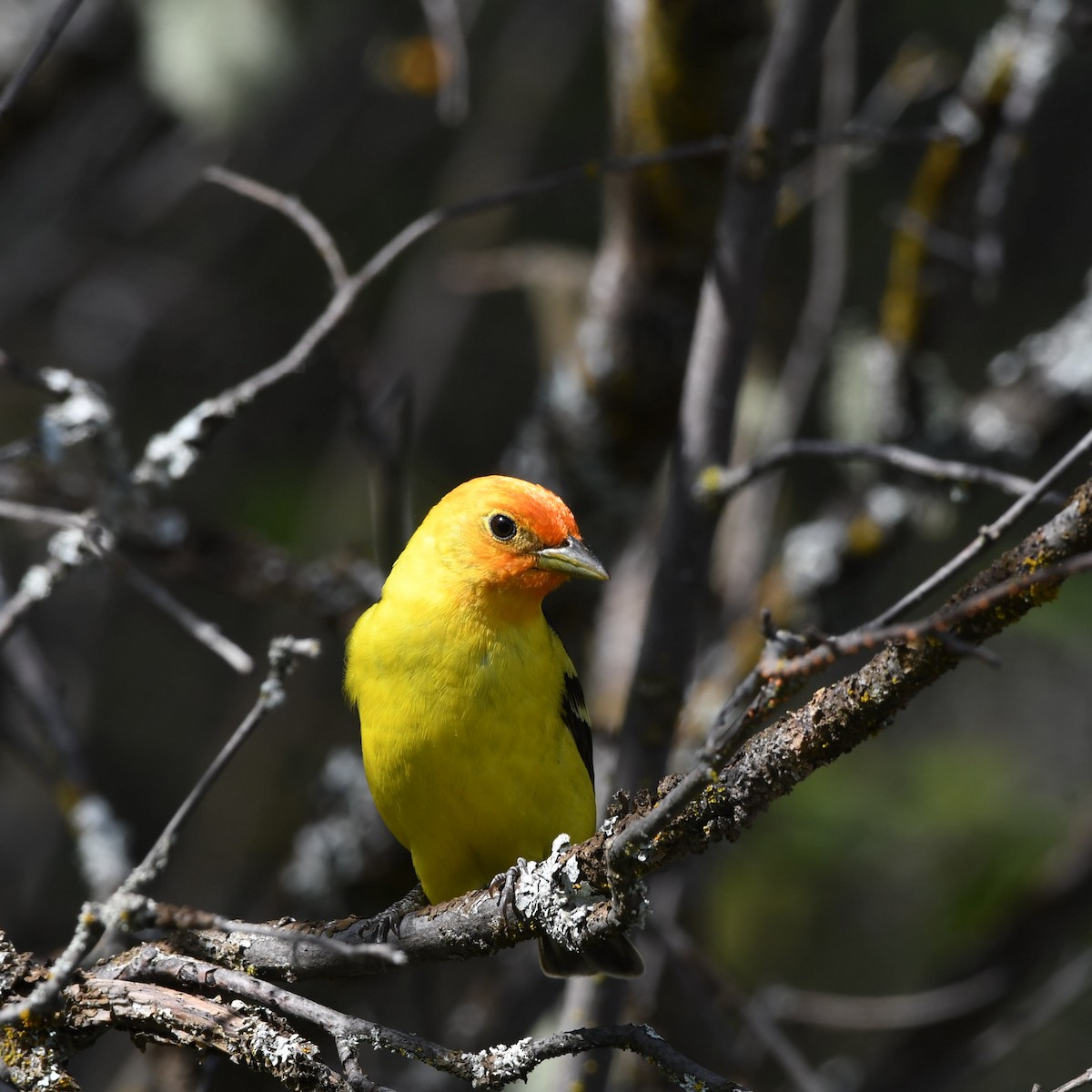 Western Tanager - ML619326571
