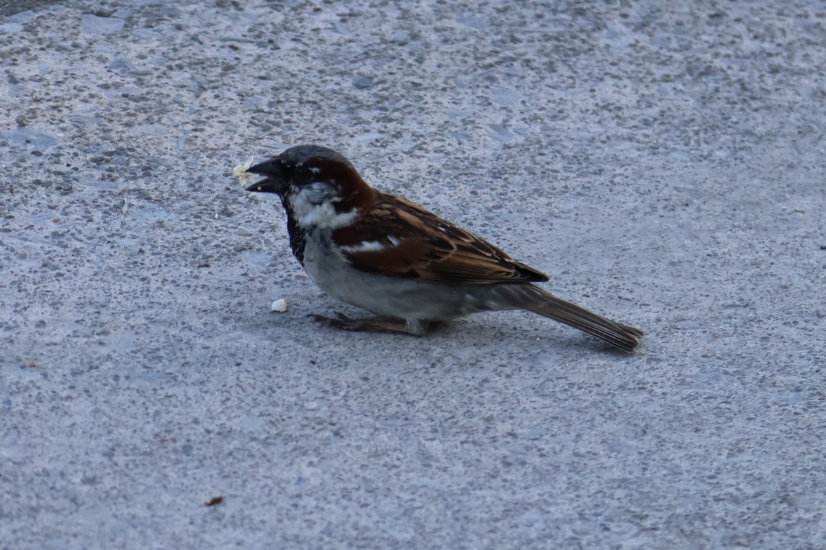 House Sparrow - ML619326588