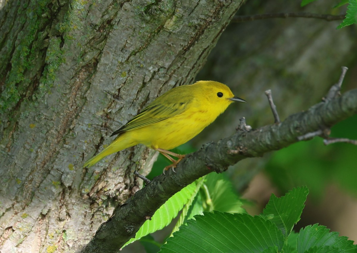 Yellow Warbler (Northern) - ML619326596
