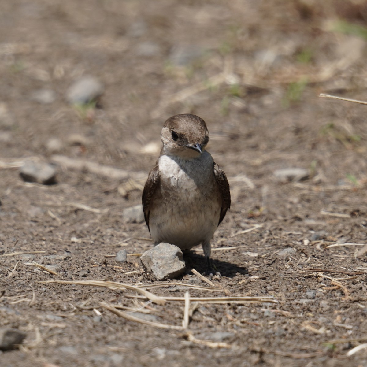 Northern Rough-winged Swallow - ML619326619