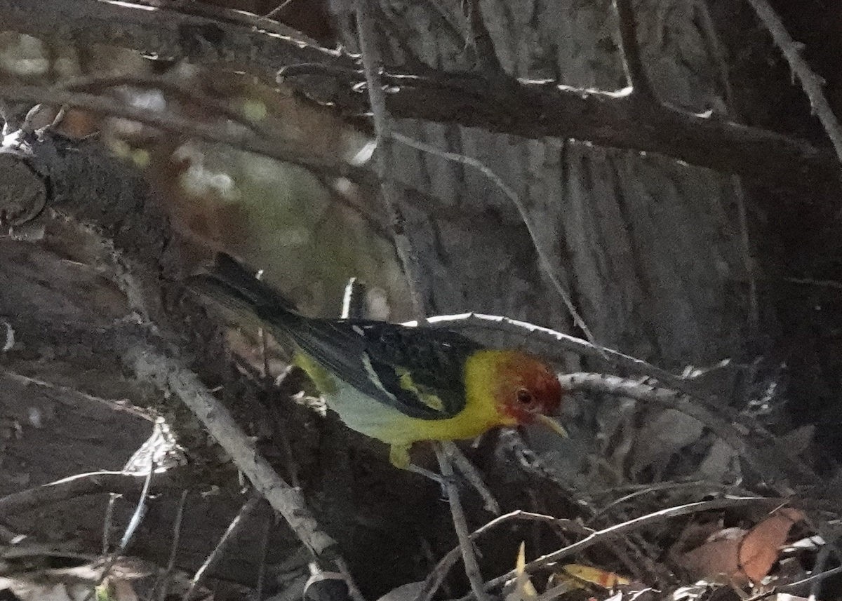 Western Tanager - ML619326620