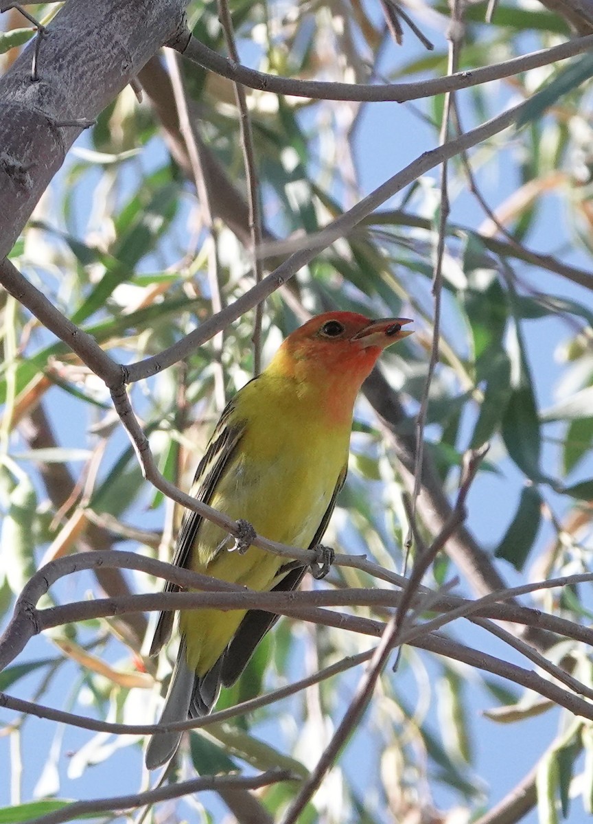 Western Tanager - ML619326621