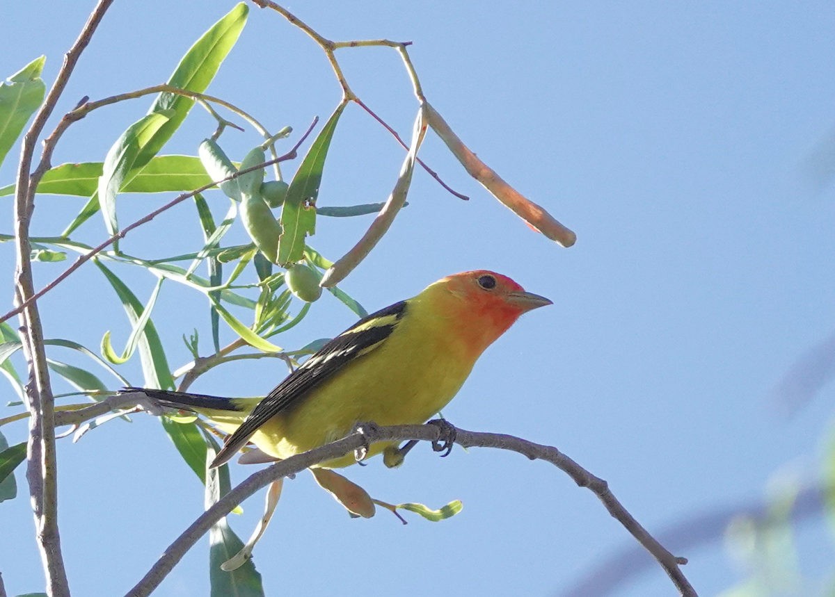 Western Tanager - ML619326624