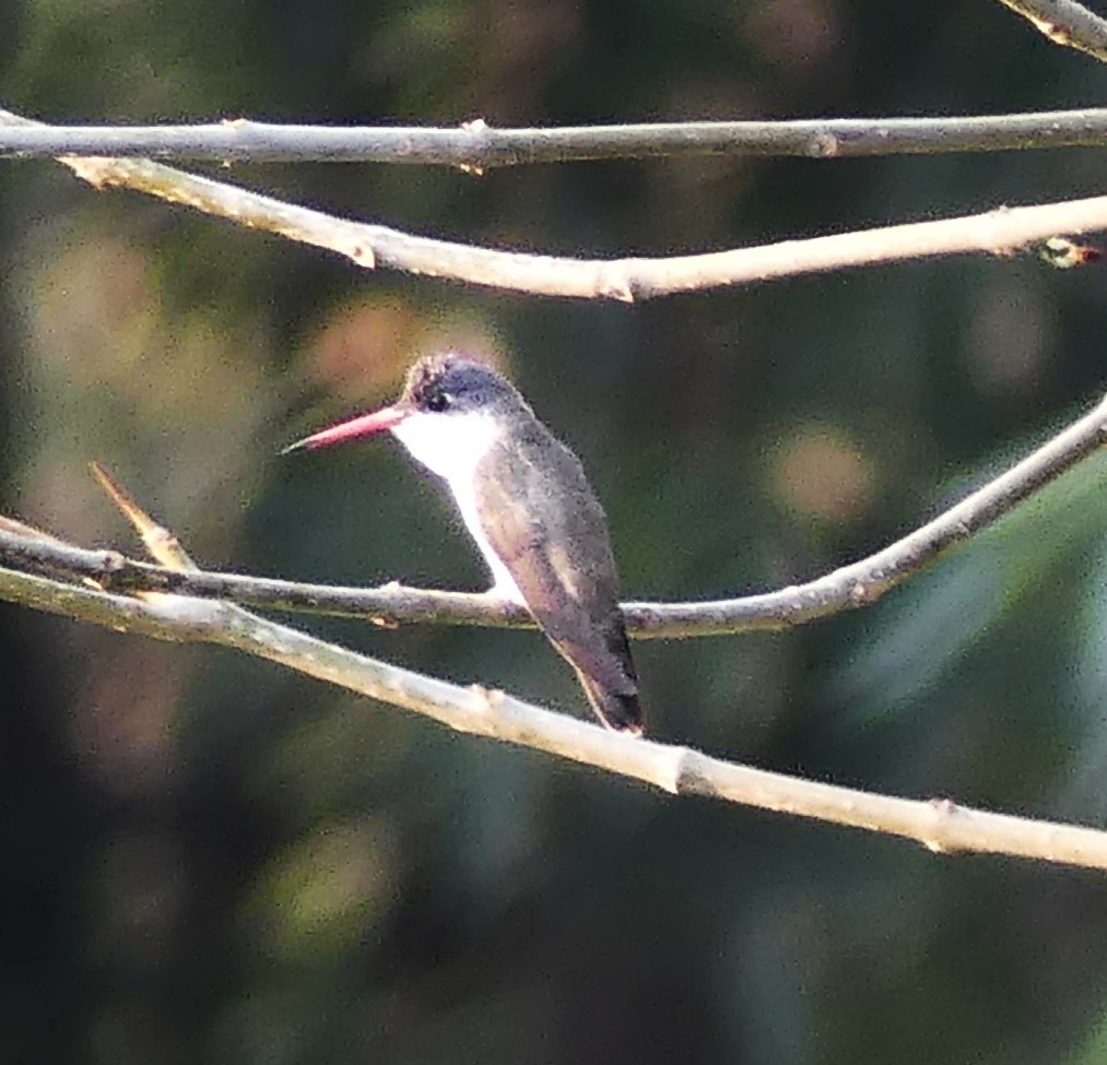 Violet-crowned Hummingbird - ML619326635
