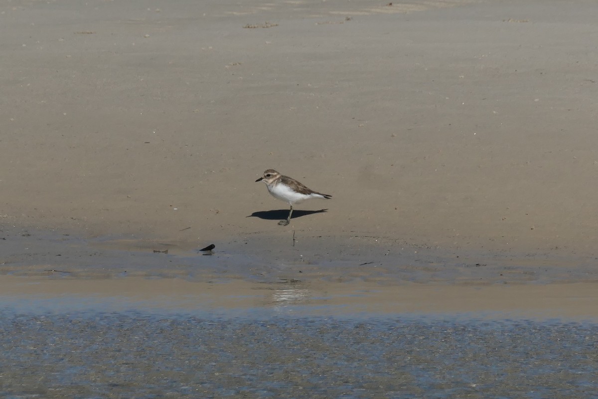 Double-banded Plover - ML619326663