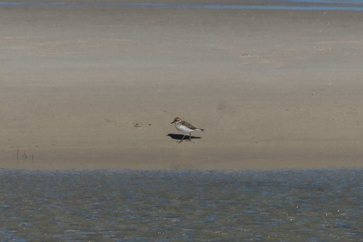 Double-banded Plover - ML619326664