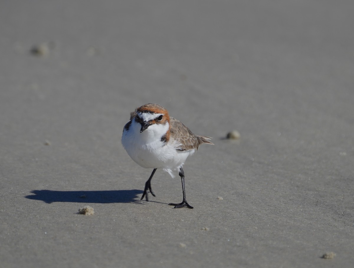 Red-capped Plover - ML619326678