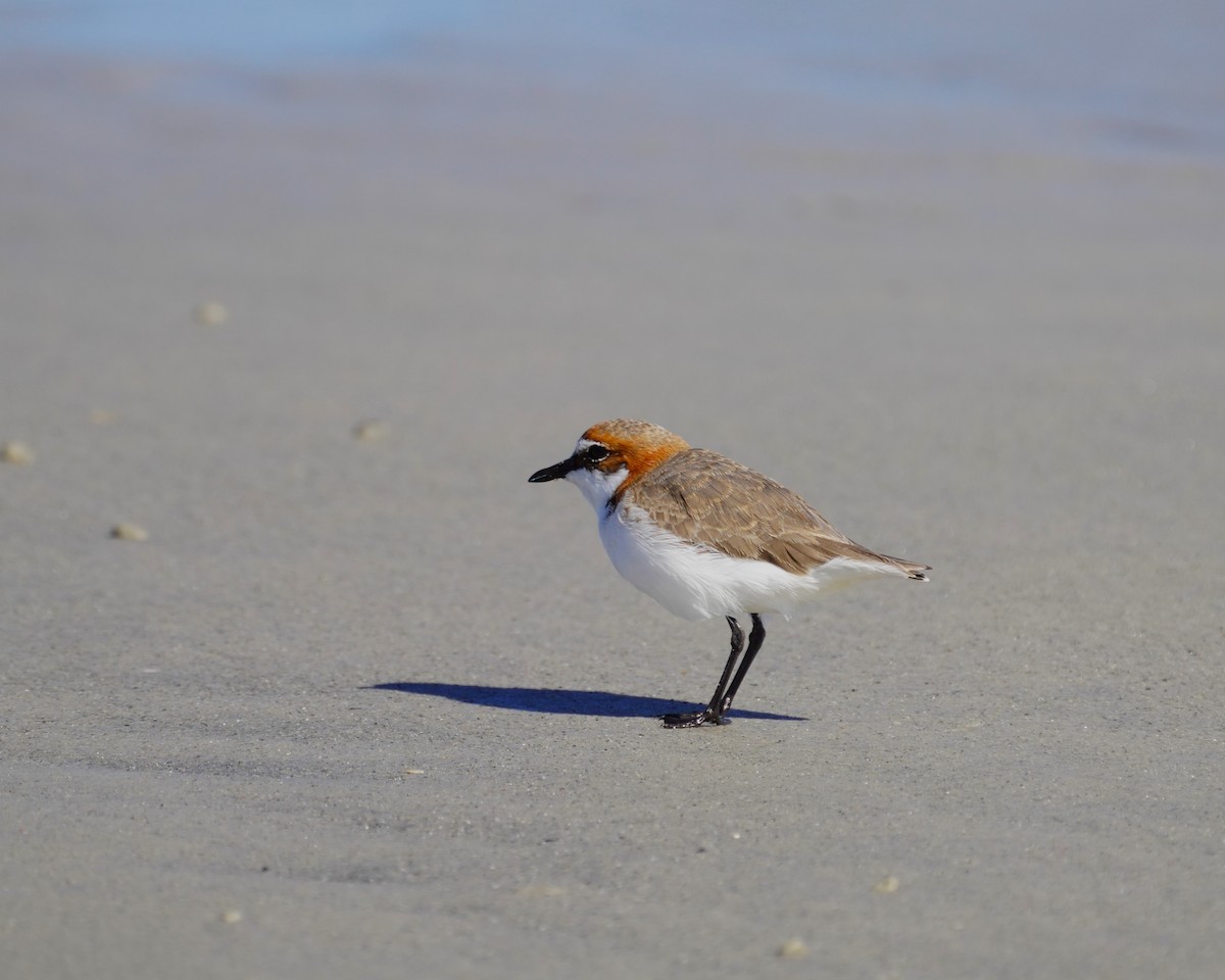Red-capped Plover - ML619326679