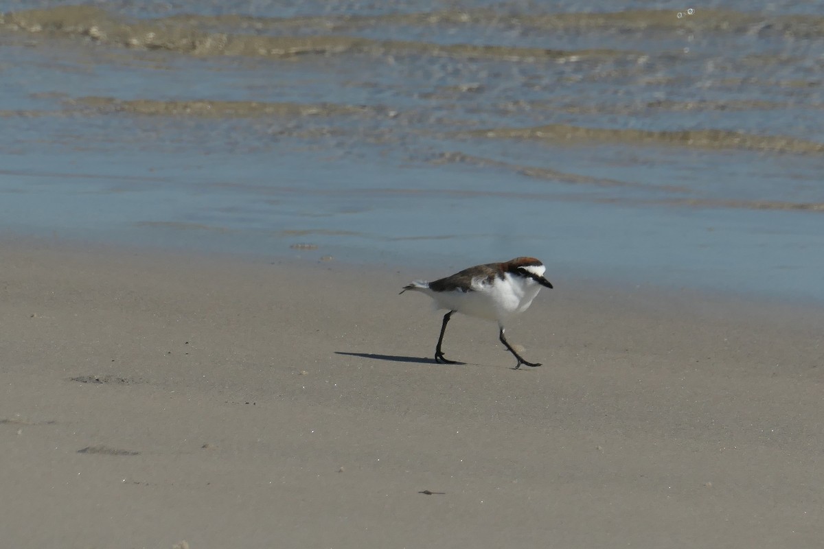 Red-capped Plover - ML619326680