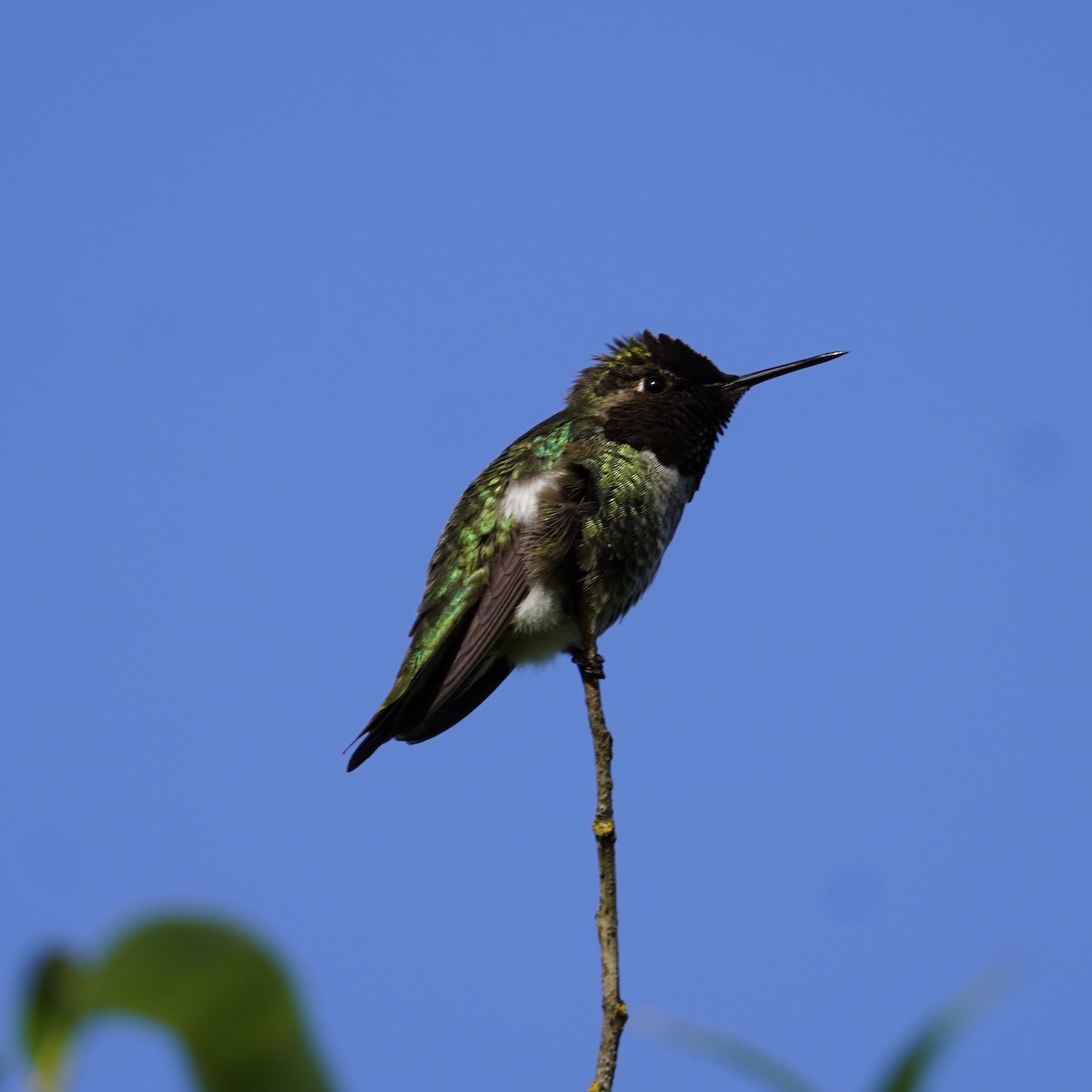 Anna's Hummingbird - ML619326742