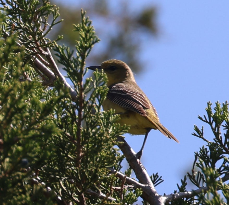 Orchard Oriole - ML619326743
