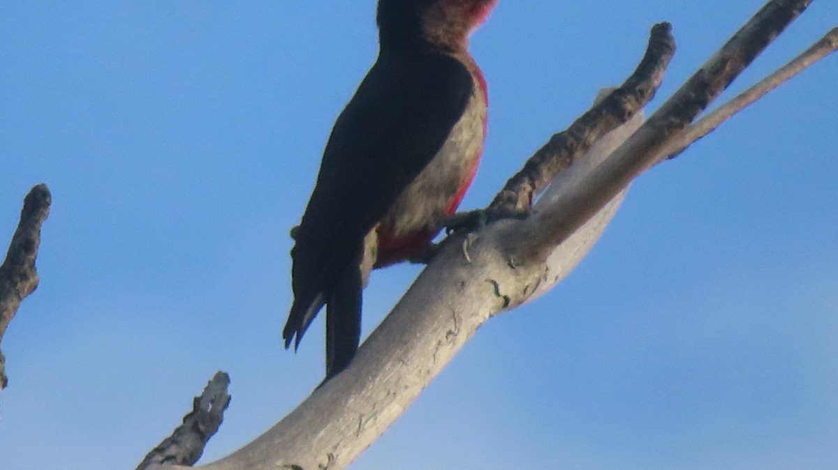 Puerto Rican Woodpecker - ML619326787