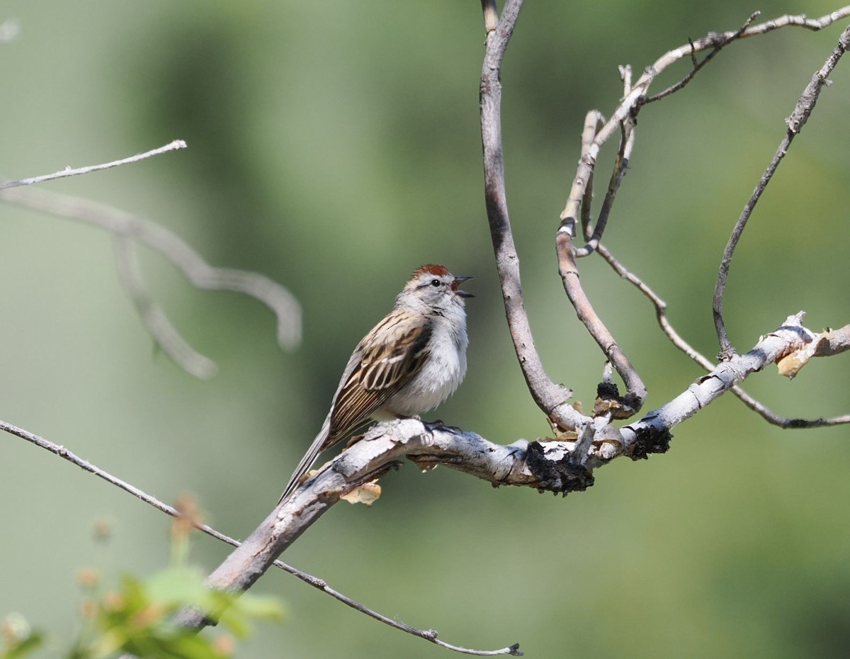 Chipping Sparrow - ML619326789