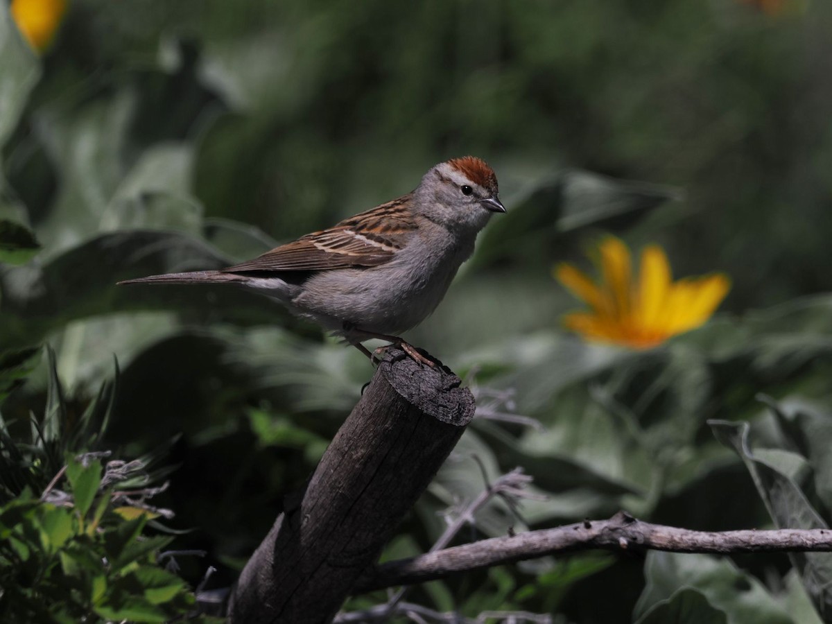 Chipping Sparrow - ML619326790