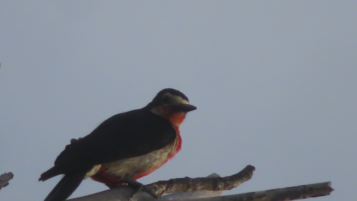 Puerto Rican Woodpecker - ML619326807