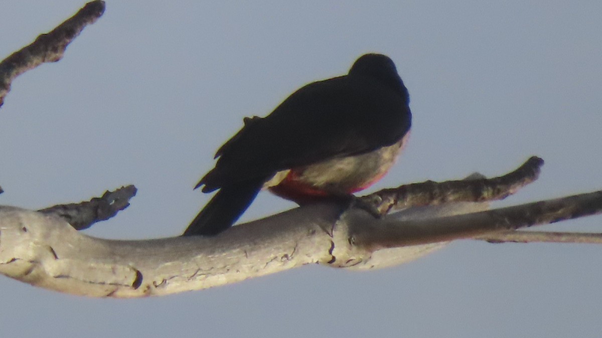 Puerto Rican Woodpecker - ML619326815