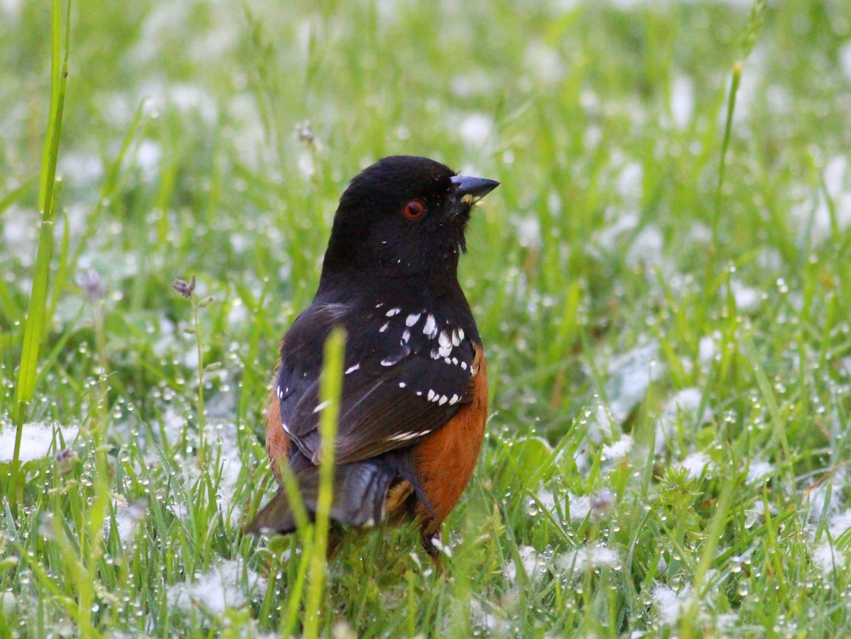 Spotted Towhee - ML619326829