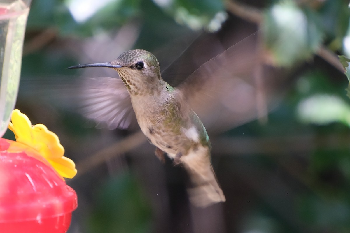 Anna's Hummingbird - ML619326855