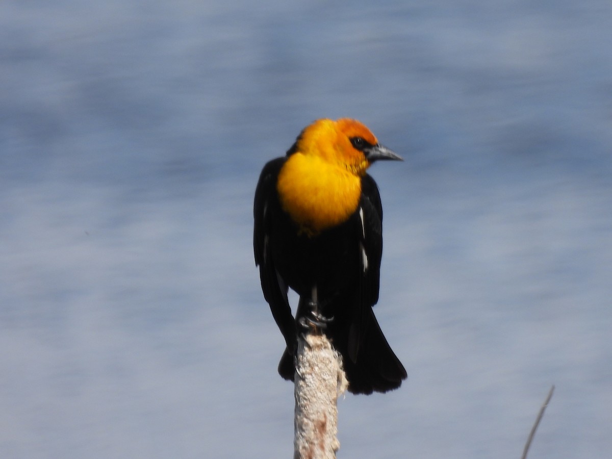 Yellow-headed Blackbird - ML619326876