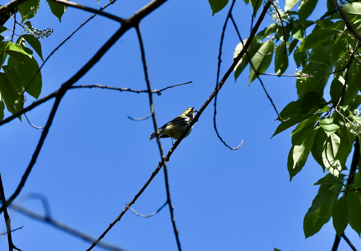 Black-throated Green Warbler - ML619326884