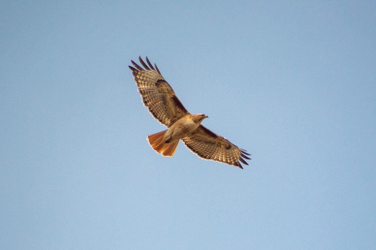 Red-tailed Hawk - ML619326953