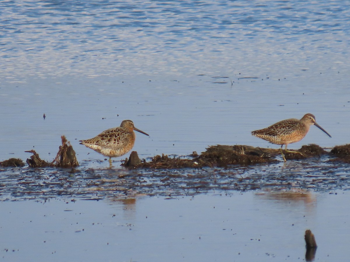 Long-billed Dowitcher - ML619326956