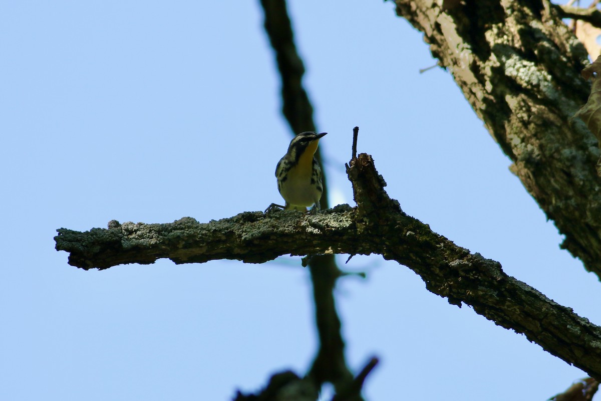 Yellow-throated Warbler - ML619327039