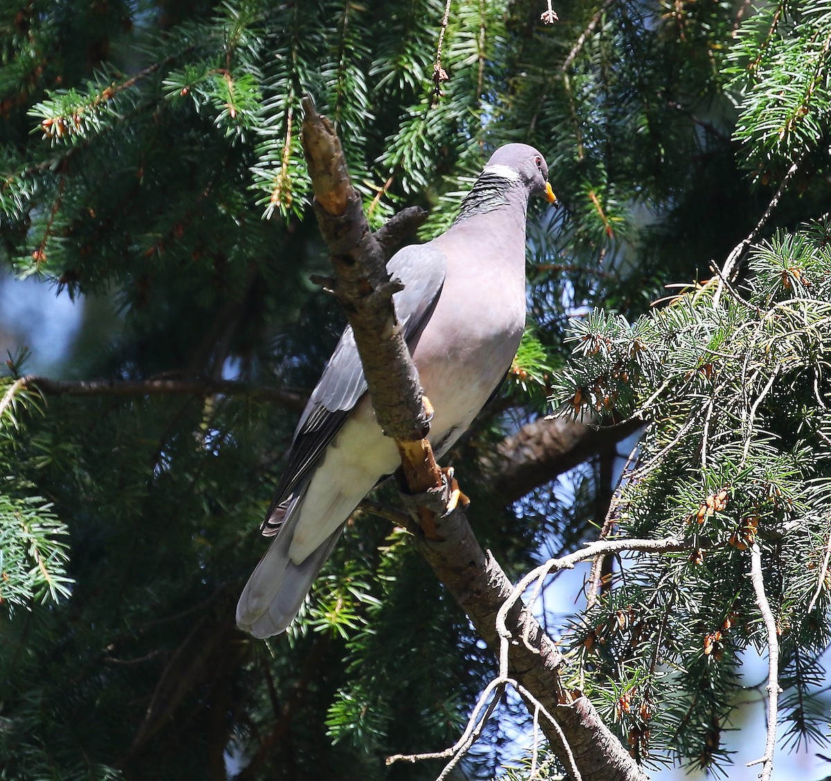 Band-tailed Pigeon - ML619327096