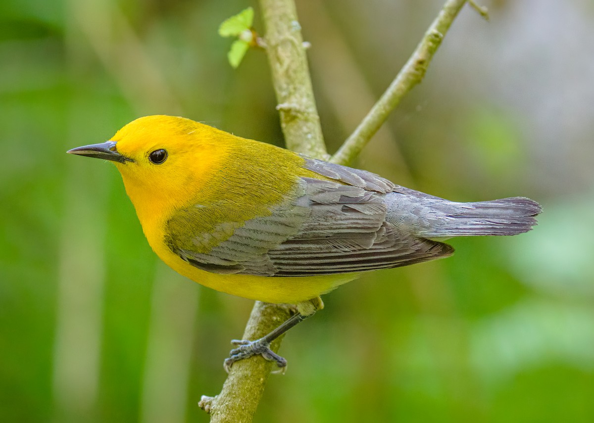 Prothonotary Warbler - ML619327156