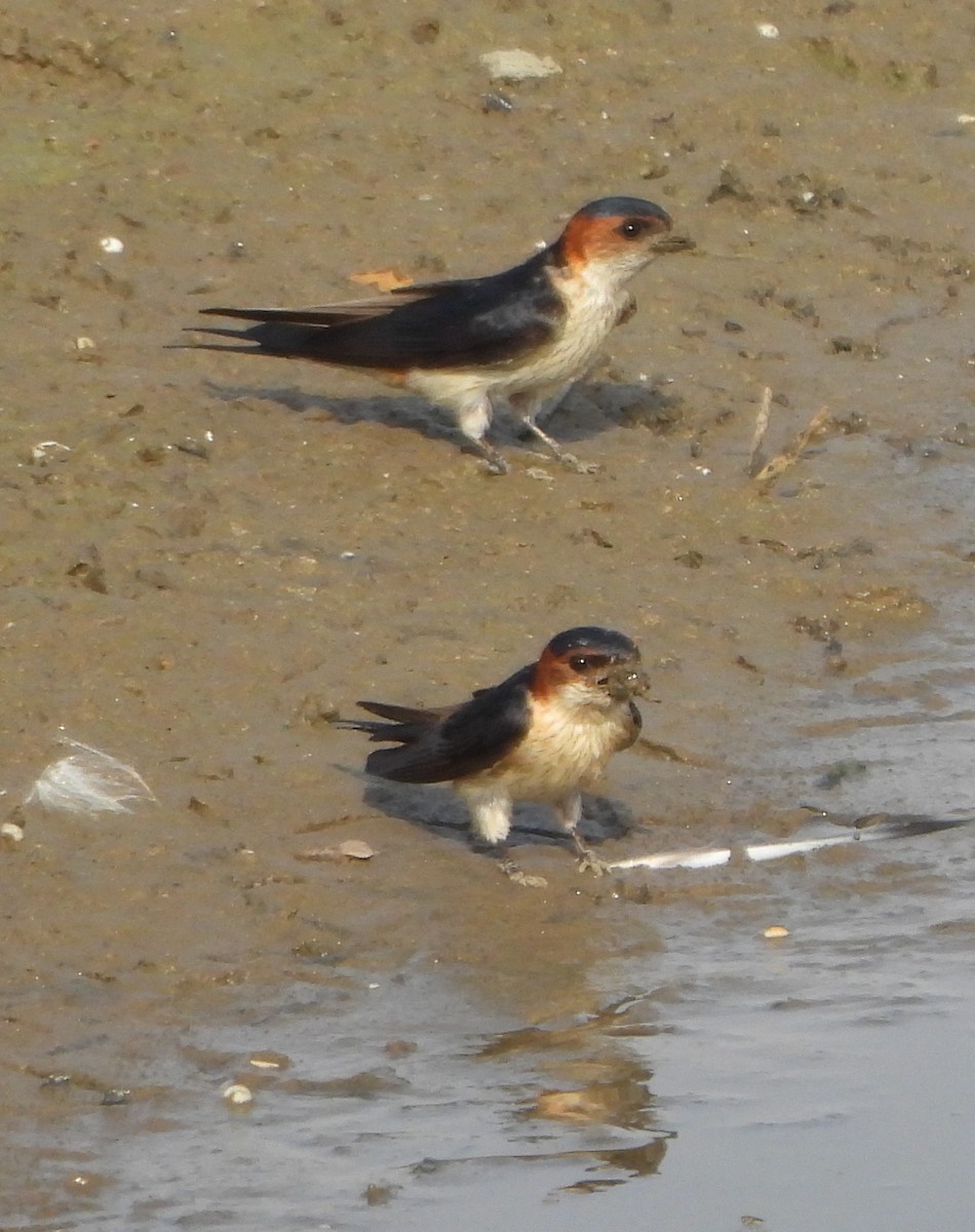 Red-rumped Swallow - ML619327208