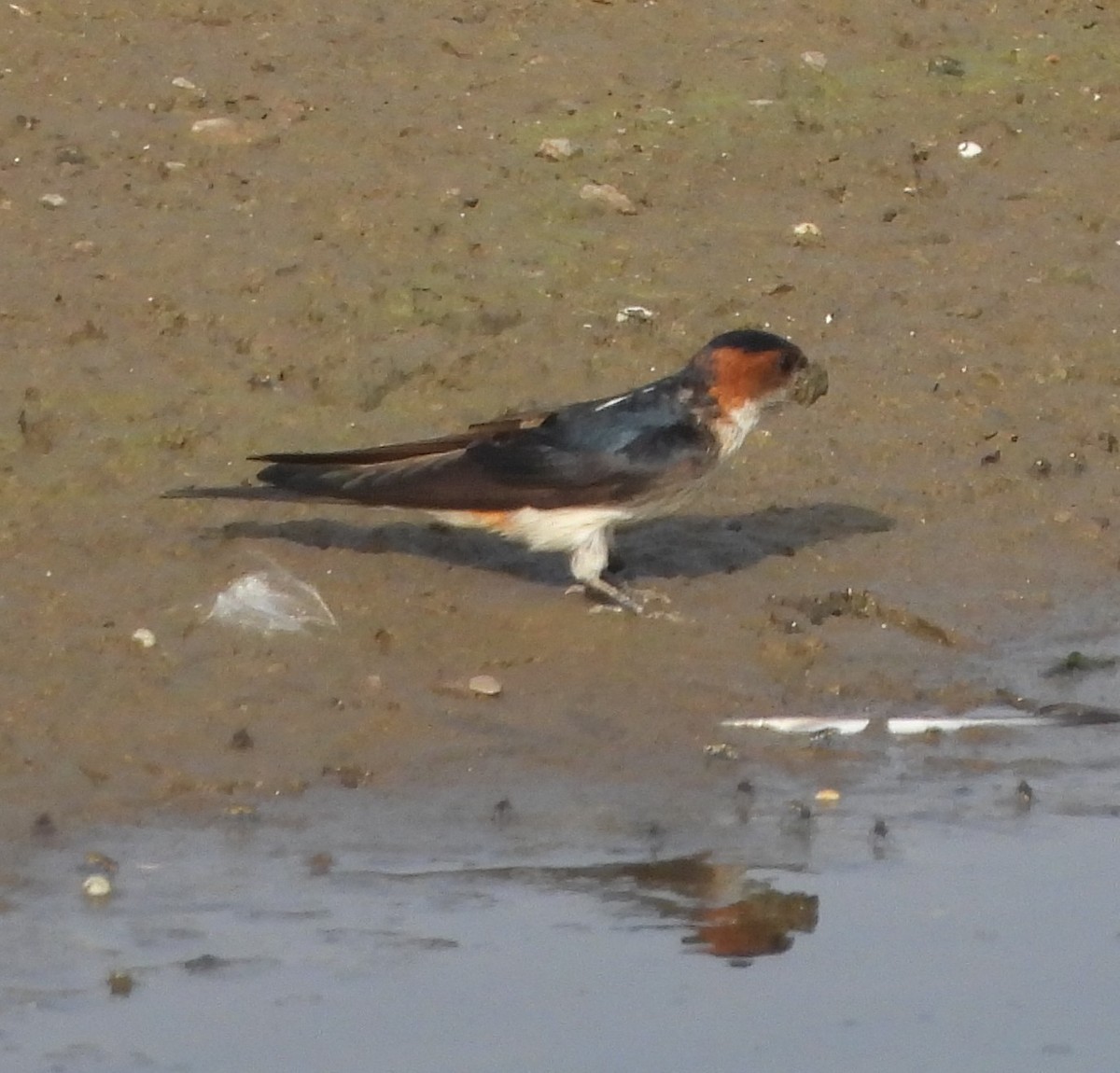 Red-rumped Swallow - ML619327209