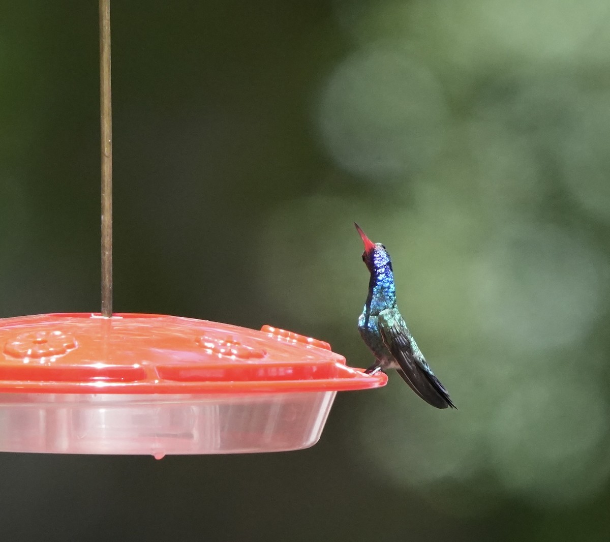 Broad-billed Hummingbird - ML619327215