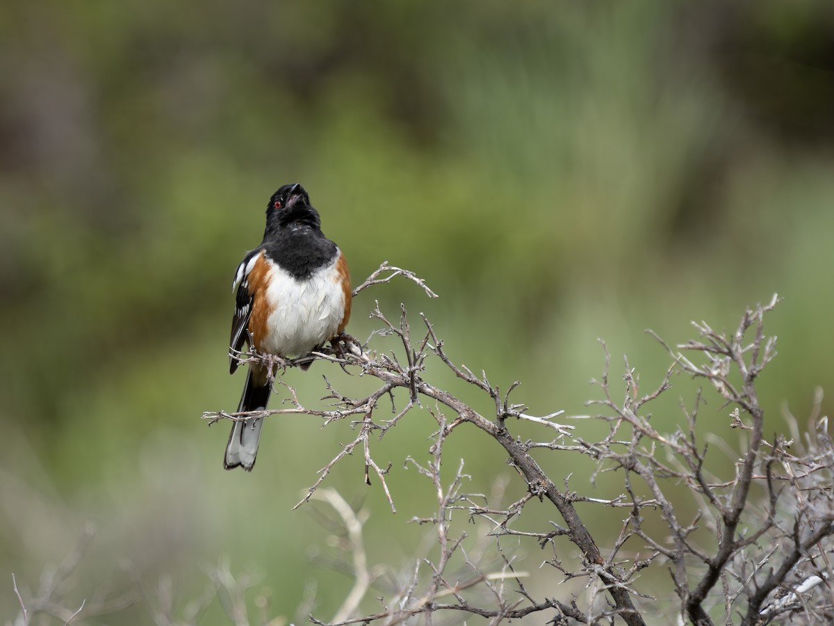 Spotted Towhee - ML619327262