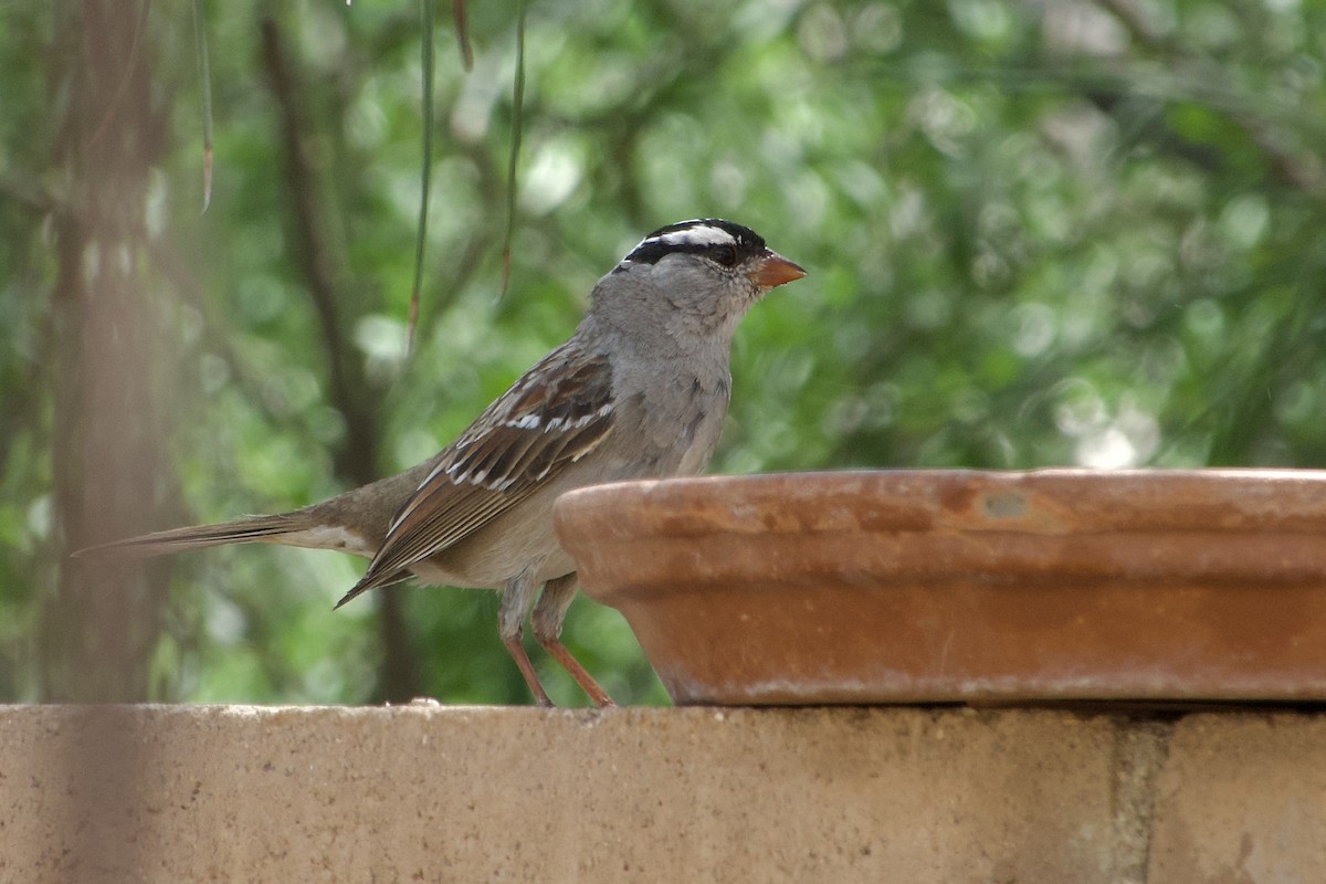 White-crowned Sparrow (Dark-lored) - ML619327296