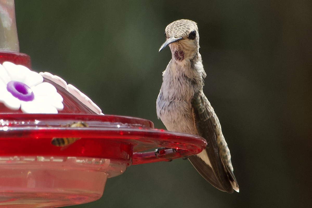 Costa's Hummingbird - ML619327307