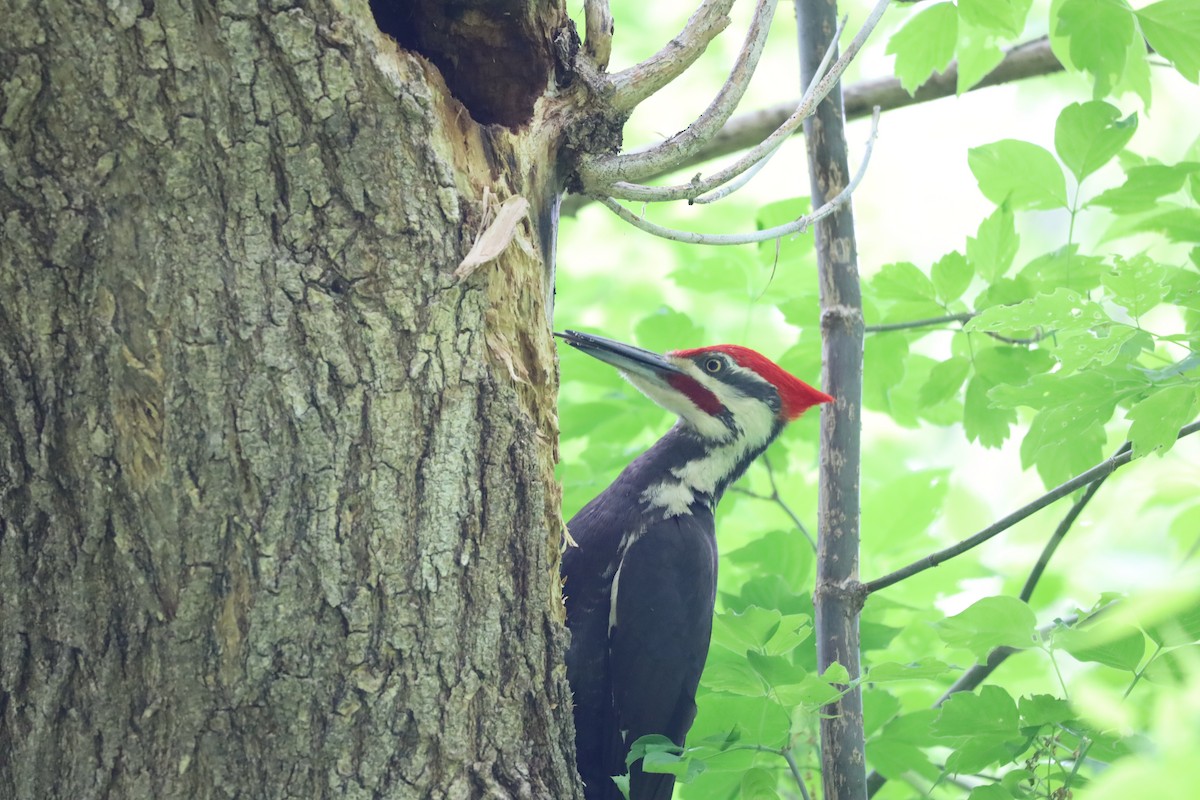Pileated Woodpecker - ML619327343